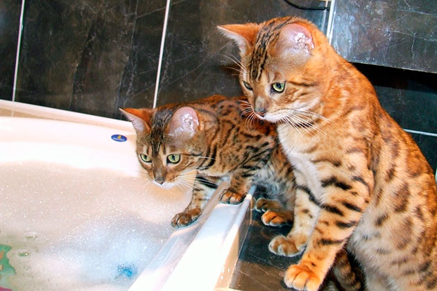 бенгальская кошка