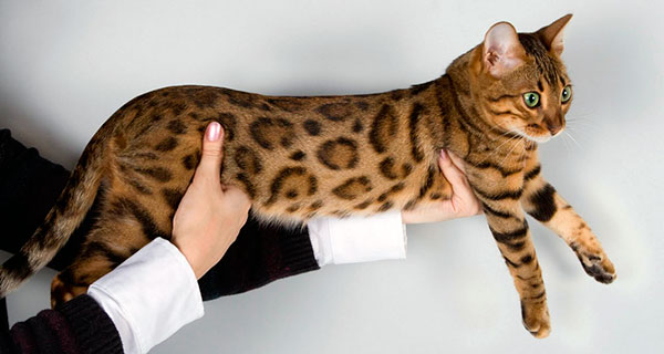 бенгальская кошка