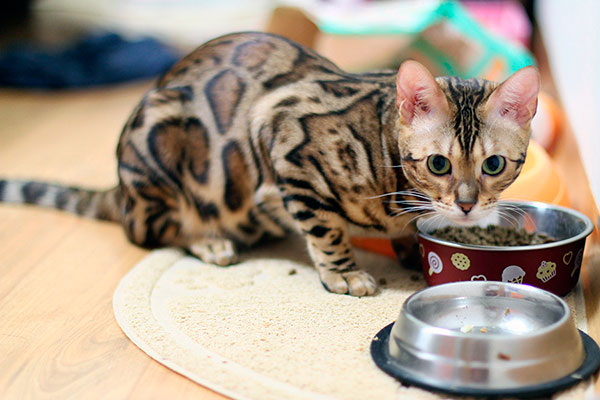 бенгальская кошка