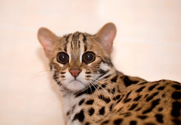 бенгальская кошка