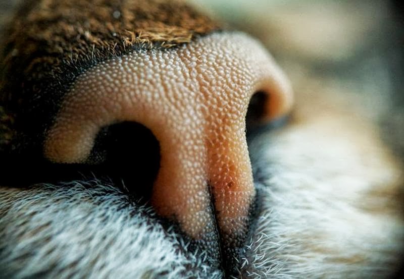 нос кошки