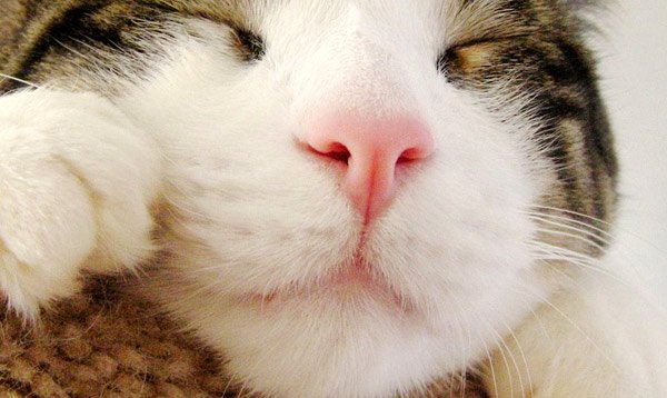 нос кошки
