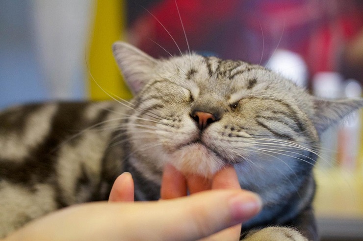 мурлыканье кошки