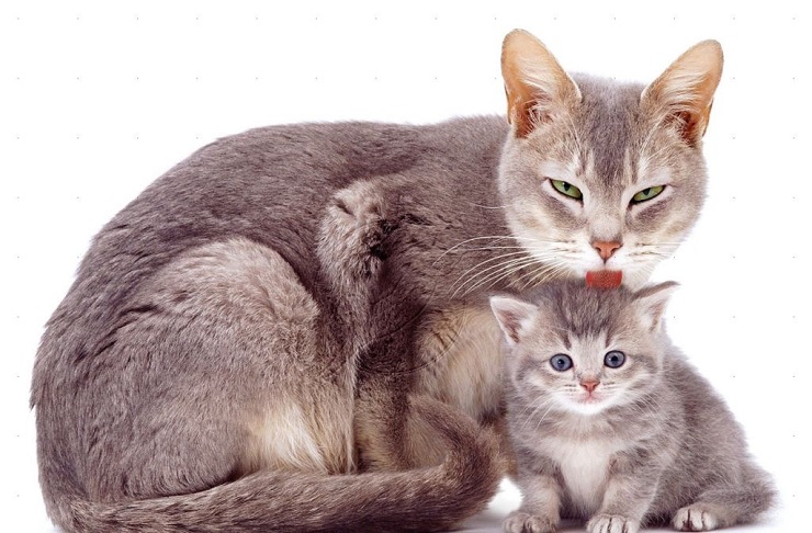 кошка мурлыкает котёнку