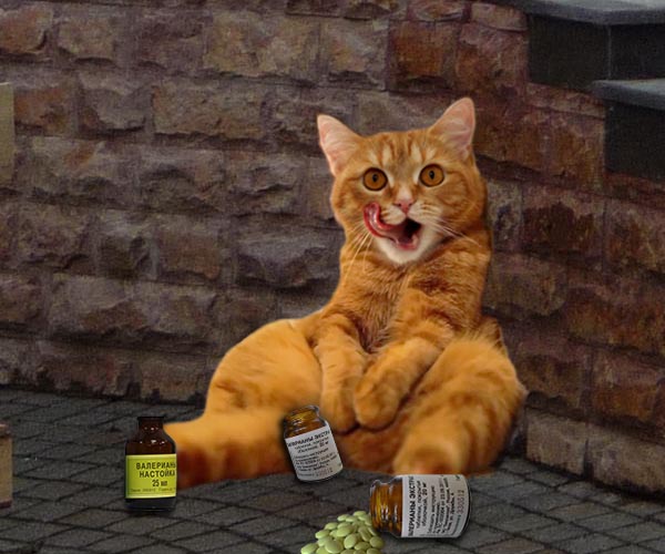 коты и валерьянка