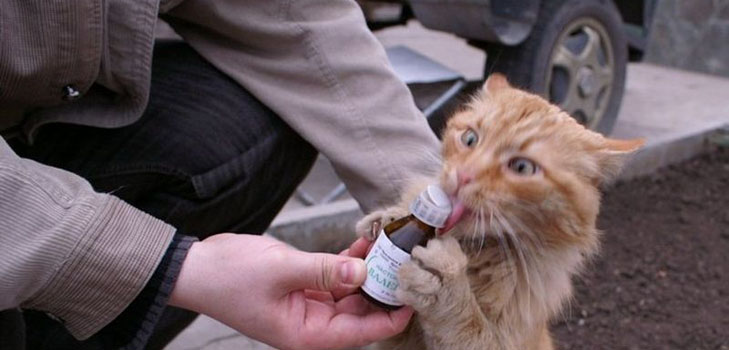 коты и валерьянка